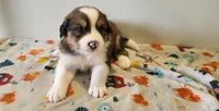 Henry, a male Bernese Mountain Dog and Great Pyrenees for sale in Newport, NE – 2 of 6