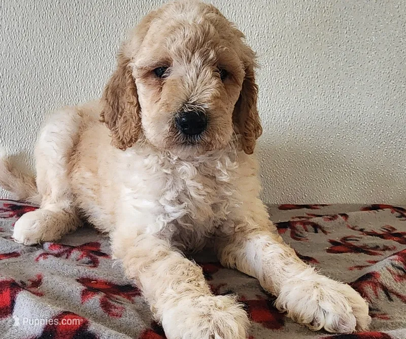 Clyde – Goldendoodle puppy for sale in Newport, NE