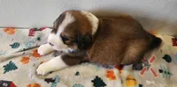 Winston, a male Bernese Mountain Dog and Great Pyrenees for sale in Newport, NE – 2 of 6