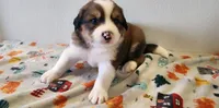Henry, a male Bernese Mountain Dog and Great Pyrenees for sale in Newport, NE – 3 of 6