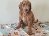 Blaze, a male Goldendoodle for sale in Newport, NE – 2 of 7