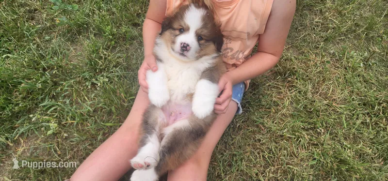 Tank – Bernese Mountain Dog, Great Pyrenees puppy for sale in Newport, NE