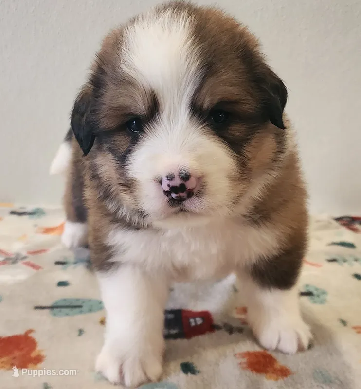 Tank – Bernese Mountain Dog, Great Pyrenees puppy for sale in Newport, NE