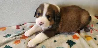 Winston, a male Bernese Mountain Dog and Great Pyrenees for sale in Newport, NE – 4 of 6