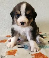 Tucker, a male Bernese Mountain Dog and Great Pyrenees for sale in Newport, NE – 1 of 5