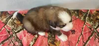 Stella, a female Bernese Mountain Dog and Great Pyrenees for sale in Newport, NE – 4 of 6