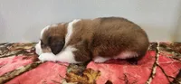 Buttercup, a female Bernese Mountain Dog and Great Pyrenees for sale in Newport, NE – 5 of 5