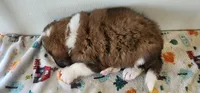 Winston, a male Bernese Mountain Dog and Great Pyrenees for sale in Newport, NE – 4 of 6
