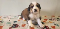 Asher, a male Bernese Mountain Dog and Great Pyrenees for sale in Newport, NE – 4 of 6