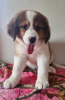 Heidi, a female Bernese Mountain Dog and Great Pyrenees for sale in Newport, NE – 4 of 8