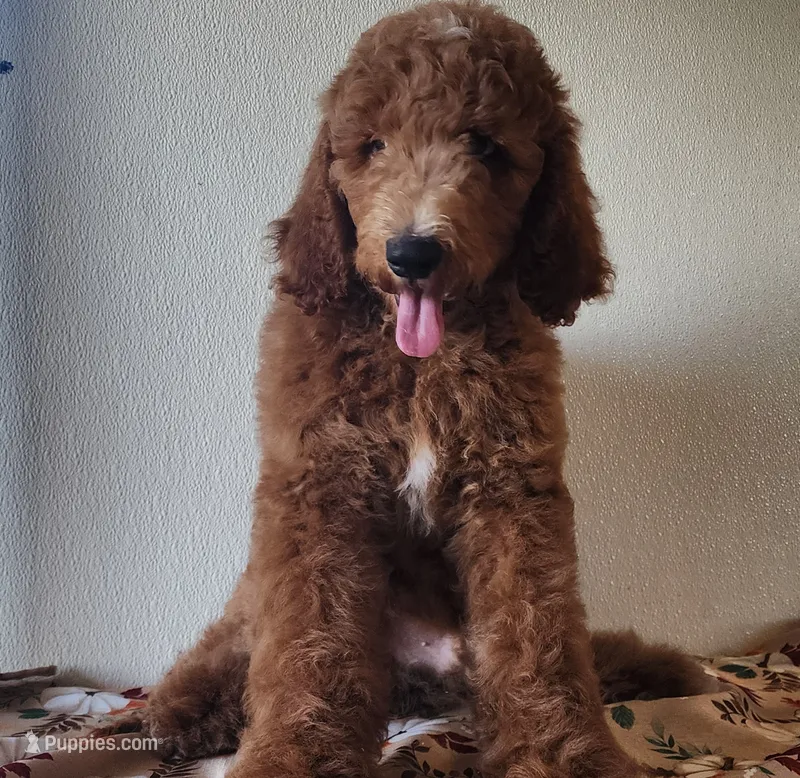 Blaze – Goldendoodle puppy for sale in Newport, NE