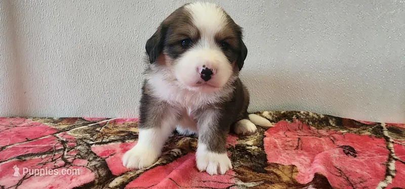Stella – Bernese Mountain Dog, Great Pyrenees puppy for sale in Newport, NE