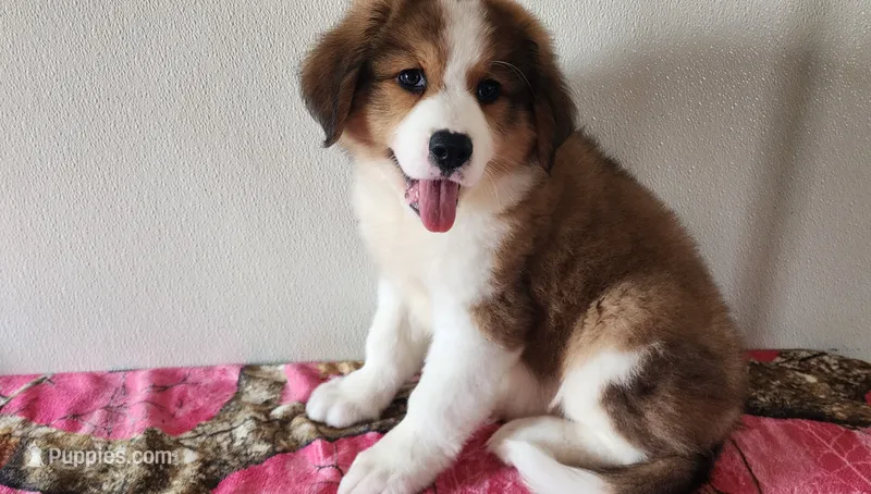 Buttercup – Bernese Mountain Dog, Great Pyrenees puppy for sale in Newport, NE