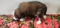 Stella, a female Bernese Mountain Dog and Great Pyrenees for sale in Newport, NE – 3 of 6
