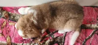 Heidi, a female Bernese Mountain Dog and Great Pyrenees for sale in Newport, NE – 7 of 8