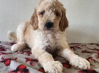 Clyde, a male Goldendoodle for sale in Newport, NE – 6 of 7