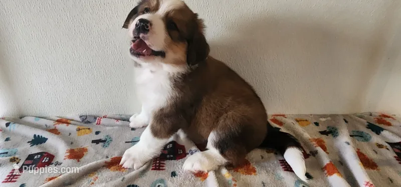Asher – Bernese Mountain Dog, Great Pyrenees puppy for sale in Newport, NE