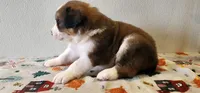 Henry, a male Bernese Mountain Dog and Great Pyrenees for sale in Newport, NE – 6 of 6