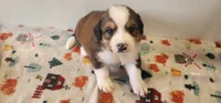 Asher, a male Bernese Mountain Dog and Great Pyrenees for sale in Newport, NE – 5 of 6