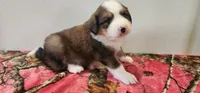 Stella, a female Bernese Mountain Dog and Great Pyrenees for sale in Newport, NE – 2 of 6