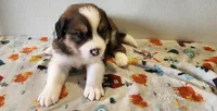 Henry, a male Bernese Mountain Dog and Great Pyrenees for sale in Newport, NE – 5 of 6