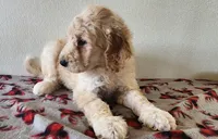 Clyde, a male Goldendoodle for sale in Newport, NE – 7 of 7