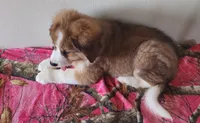 Hailey, a female Bernese Mountain Dog and Great Pyrenees for sale in Newport, NE – 6 of 10