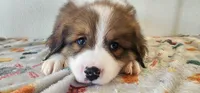 Winston, a male Bernese Mountain Dog and Great Pyrenees for sale in Newport, NE – 3 of 6