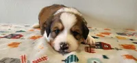 Asher, a male Bernese Mountain Dog and Great Pyrenees for sale in Newport, NE – 3 of 6
