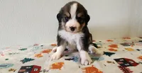 Tucker, a male Bernese Mountain Dog and Great Pyrenees for sale in Newport, NE – 3 of 5