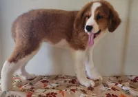 Hailey, a female Bernese Mountain Dog and Great Pyrenees for sale in Newport, NE – 4 of 5