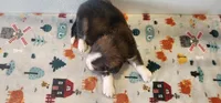 Tucker, a male Bernese Mountain Dog and Great Pyrenees for sale in Newport, NE – 5 of 5