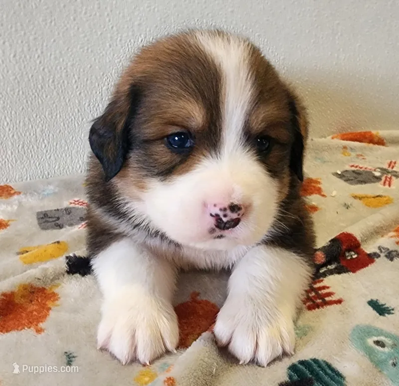 Winston – Bernese Mountain Dog, Great Pyrenees puppy for sale in Newport, NE