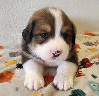 Winston, a male Bernese Mountain Dog and Great Pyrenees for sale in Newport, NE – 1 of 6