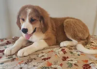 Stella, a female Bernese Mountain Dog and Great Pyrenees for sale in Newport, NE – 4 of 5