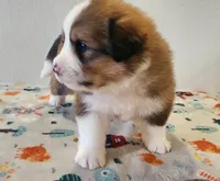 Tank, a male Bernese Mountain Dog and Great Pyrenees for sale in Newport, NE – 3 of 7