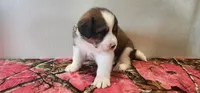 Hailey, a female Bernese Mountain Dog and Great Pyrenees for sale in Newport, NE – 6 of 6