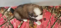 Stella, a female Bernese Mountain Dog and Great Pyrenees for sale in Newport, NE – 6 of 6