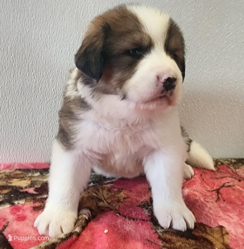 Hailey – Bernese Mountain Dog, Great Pyrenees puppy for sale in Newport, NE