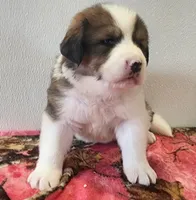 Hailey, a female Bernese Mountain Dog and Great Pyrenees for sale in Newport, NE – 1 of 6