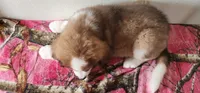 Heidi, a female Bernese Mountain Dog and Great Pyrenees for sale in Newport, NE – 6 of 8