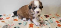 Tank, a male Bernese Mountain Dog and Great Pyrenees for sale in Newport, NE – 2 of 7