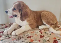 Stella, a female Bernese Mountain Dog and Great Pyrenees for sale in Newport, NE – 2 of 5