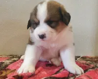 Buttercup, a female Bernese Mountain Dog and Great Pyrenees for sale in Newport, NE – 2 of 5