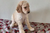 Clyde, a male Goldendoodle for sale in Newport, NE – 4 of 7