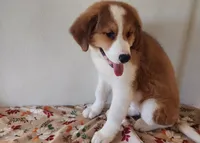 Hailey, a female Bernese Mountain Dog and Great Pyrenees for sale in Newport, NE – 5 of 5