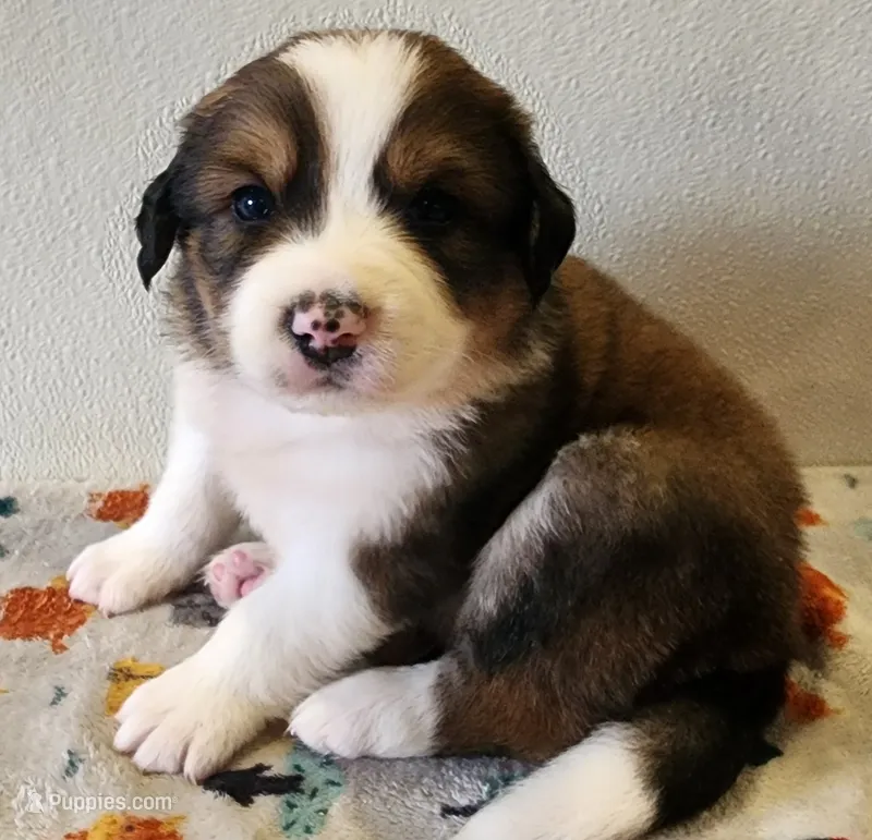 Henry – Bernese Mountain Dog, Great Pyrenees puppy for sale in Newport, NE