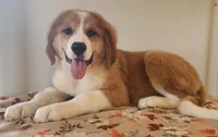 Stella, a female Bernese Mountain Dog and Great Pyrenees for sale in Newport, NE – 3 of 5