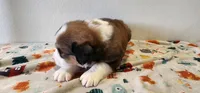 Winston, a male Bernese Mountain Dog and Great Pyrenees for sale in Newport, NE – 5 of 6
