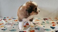 Tank, a male Bernese Mountain Dog and Great Pyrenees for sale in Newport, NE – 5 of 7